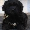 "Asti" - (female) at 6 weeks