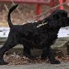 "Asti" - (female) at 7 weeks