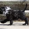 "Korbel" - (male) at 7 weeks