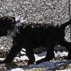 "Korbel" - (male) at 7 weeks