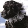 "Korbel" - (male) at 7 weeks
