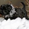 "Korbel" - (male) at 7 weeks