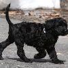 "Korbel" - (male) at 7 weeks