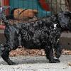 "Korbel" - (male) at 7 weeks