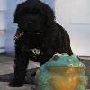 "Asti" - (female) at 6 weeks