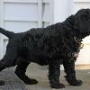 "Asti" - (female) at 6 weeks