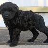 "Korbel" - (male) at 6 weeks