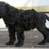 "Korbel" - (male) at 6 weeks