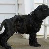 "Korbel" - (male) at 6 weeks