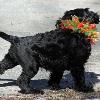 "Asti" - (female) at 7 weeks