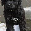 "Asti" - (female) at 7 weeks