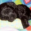 Mint Sleeping
